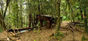 Genet hide - Gerard Port 